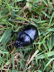 Anoplotrupes stercorosus