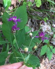 Vernonia glauca