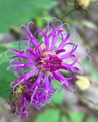 Vernonia glauca