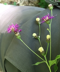 Vernonia glauca