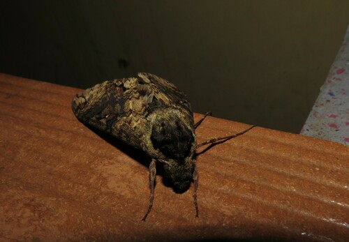 Manduca brasiliensis