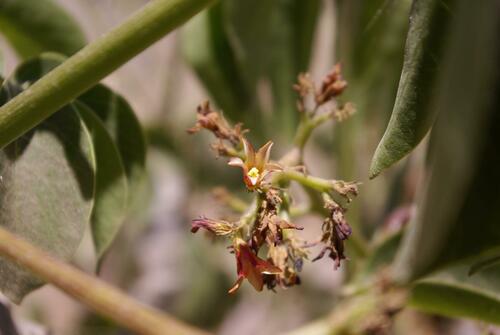 Jatropha macrocarpa, photograph 4