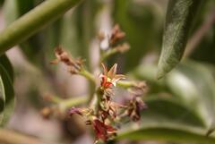 Jatropha macrocarpa, photograph Sebastián Santecchia, CC0, iNaturalist via GBIF