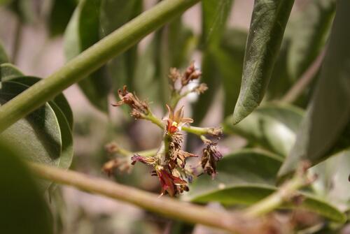 Jatropha macrocarpa, photograph 6