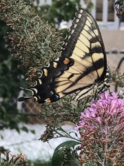 Papilio glaucus