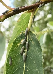 Graphocephala confluens