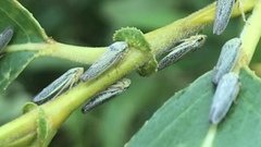 Graphocephala confluens