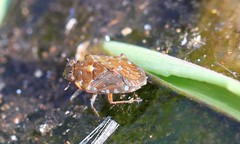 Ochterus