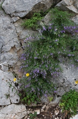 Campanula tommasiniana