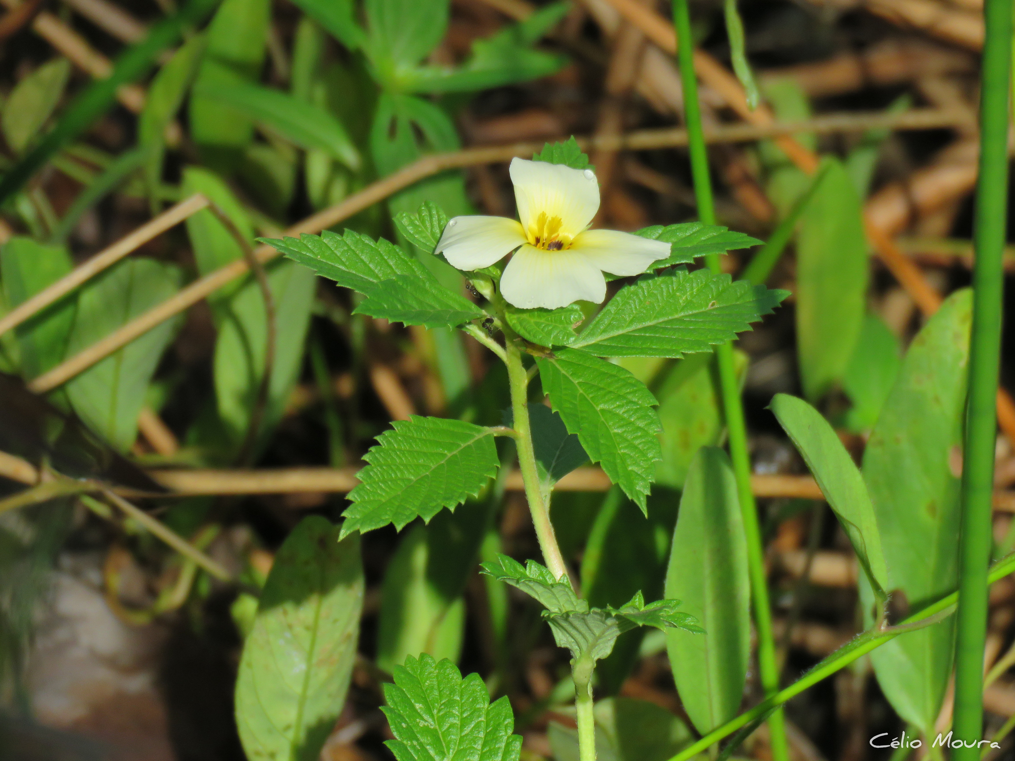 Turnera subulata