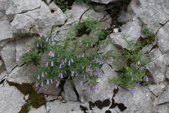 Campanula tommasiniana