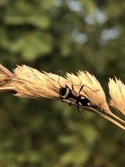Raglius confusus