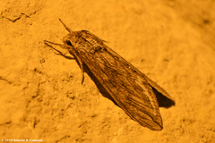 Sphinx libocedrus