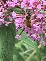 Apis mellifera