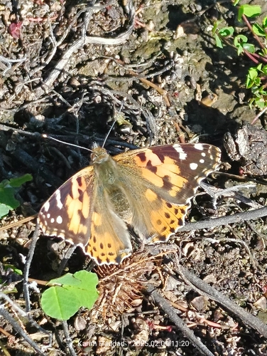 Painted Lady