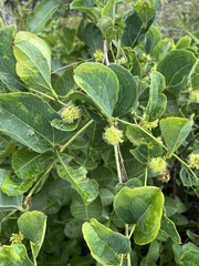 © Linda Loffler, some rights reserved (CC-BY-NC)