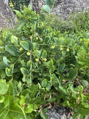 © Linda Loffler, some rights reserved (CC-BY-NC)