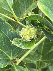 © Linda Loffler, some rights reserved (CC-BY-NC)