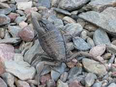 Hottentotta gentili