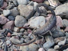 Hottentotta gentili