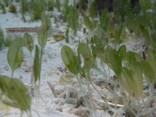 Halophila gaudichaudii iNat (2)