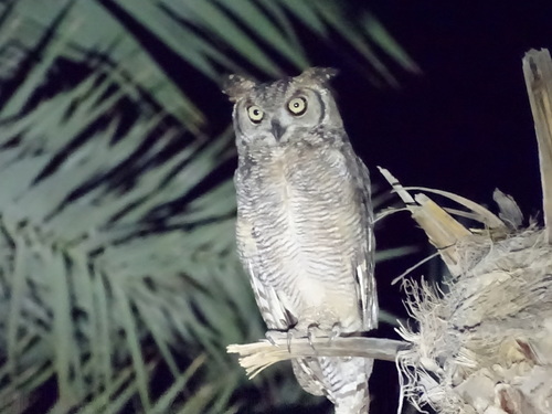 Arabian Eagle-Owl (Bubo milesi), photo 2