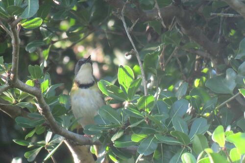 Rudd's Apalis (Apalis ruddi)
