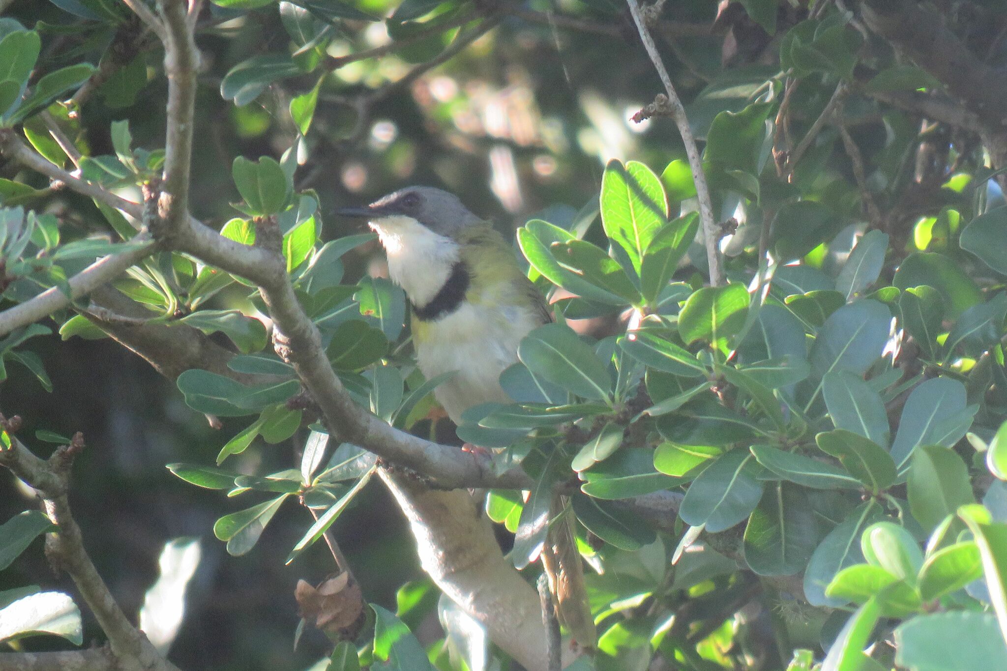 Rudd's Apalis (Apalis ruddi), photo 10