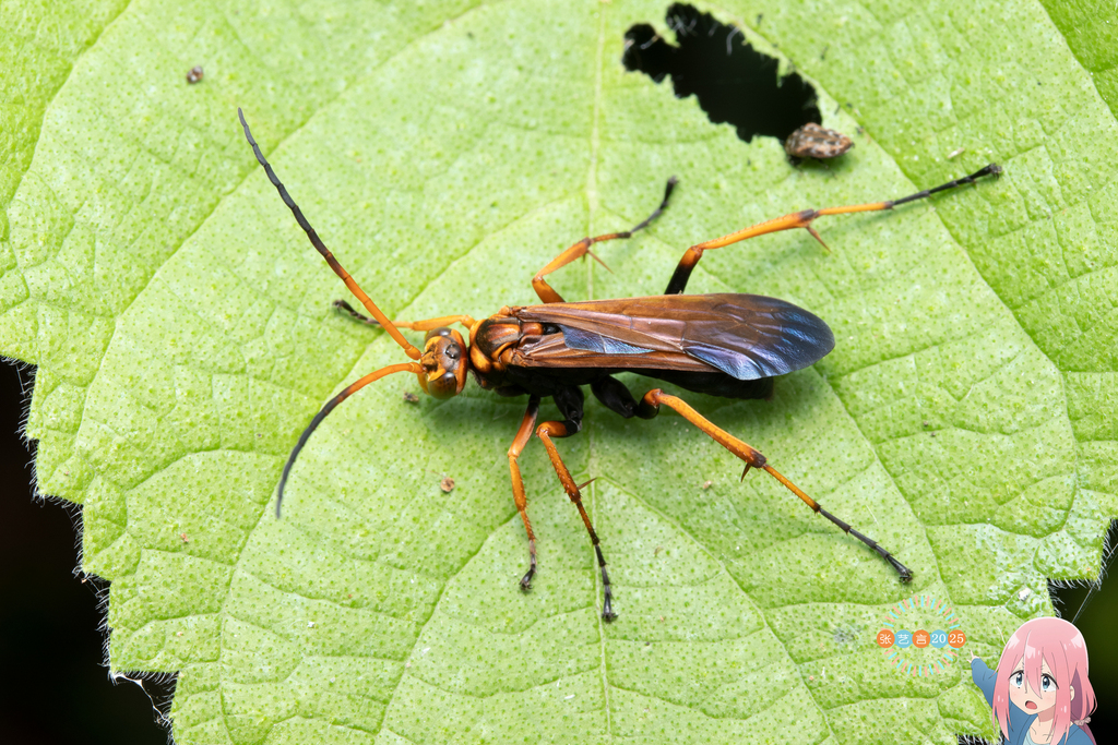 Cyphononyx