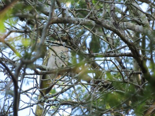Eastern Nicator (Nicator gularis), photo 10