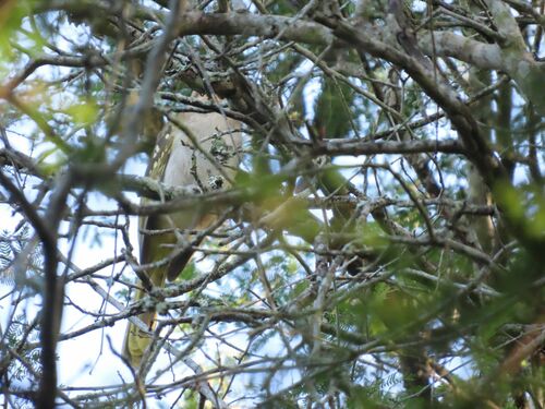 Eastern Nicator (Nicator gularis), photo 7