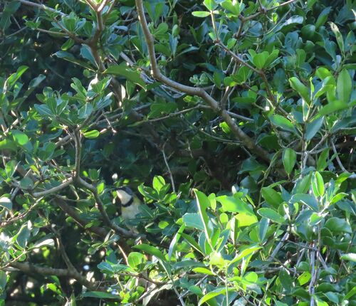 Rudd's Apalis (Apalis ruddi), photo 2