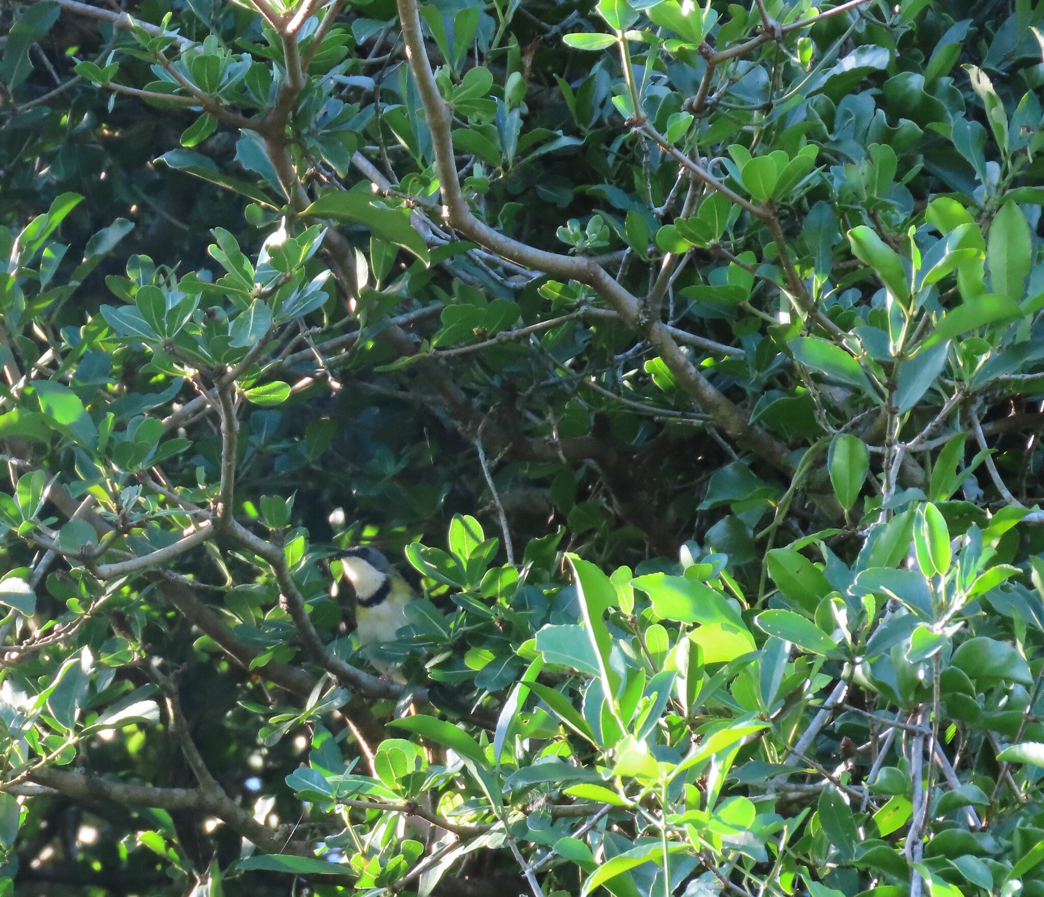 Rudd's Apalis (Apalis ruddi), photo 2
