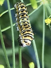 Papilio polyxenes