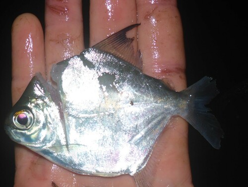 Redhook metynnis (Myloplus rubripinnis) — Serrasalmidae