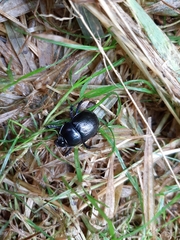 Anoplotrupes stercorosus