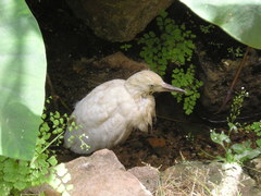 Bubulcus ibis