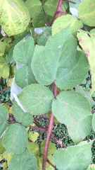 Rubus phoenicolasius