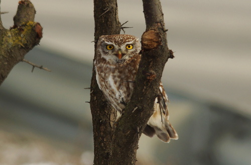 Mochuelo europeo (Athene noctua)