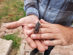 Mastigoproctus tohono