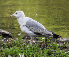 Larus michahellis