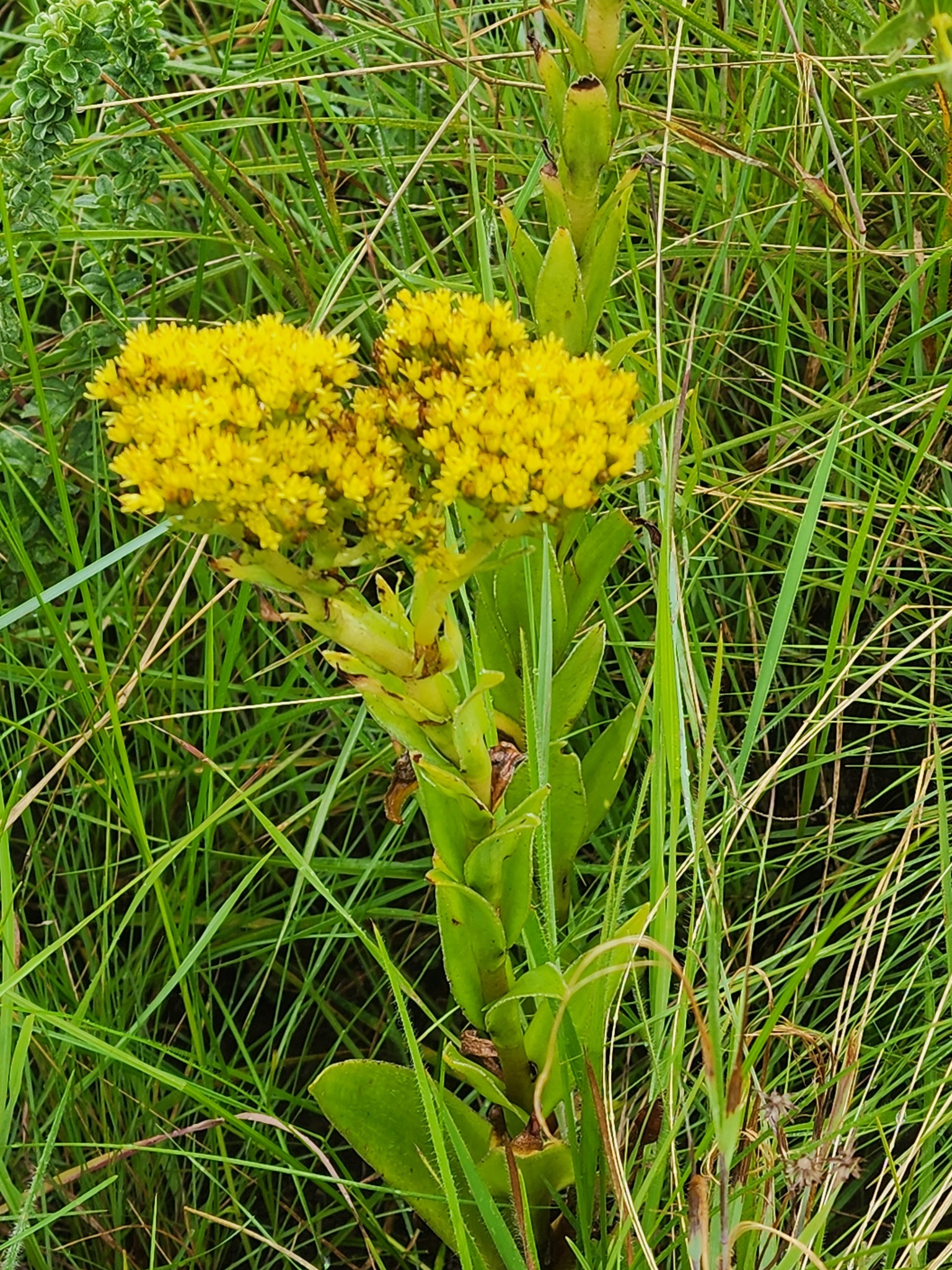 Crassula vaginata subsp. vaginata