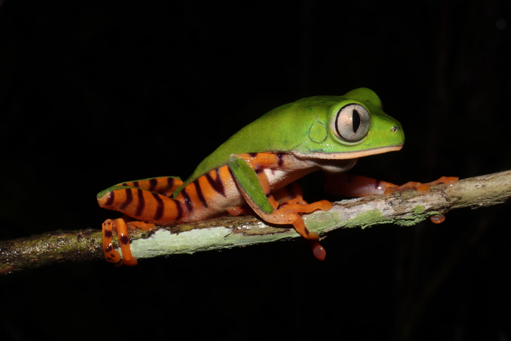 Phyllomeduse à bandes tigrées (Super Tiger Leg Monkey Frog) (Phyllomedusa tomopterna (Cope, 1868))