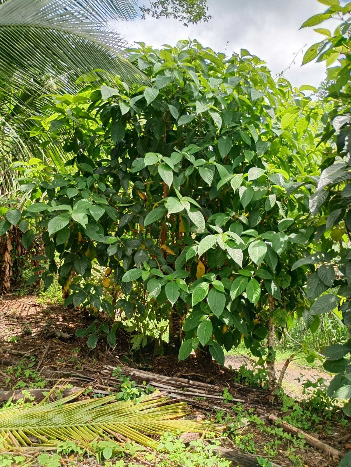 Imagem de Juteira