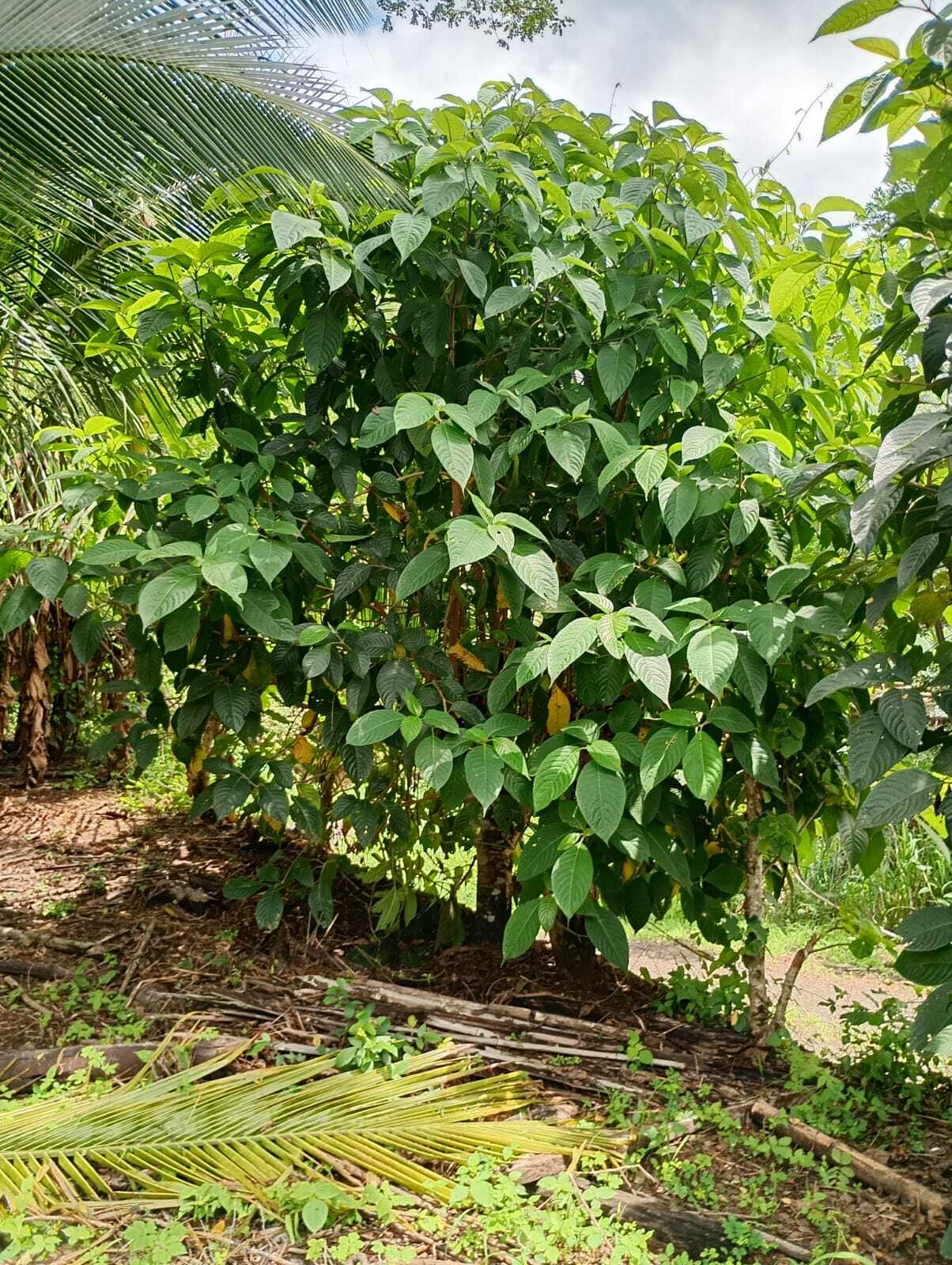 Imagem de Juteira