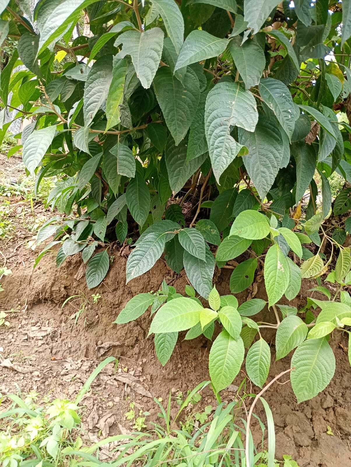 Imagem de Juteira