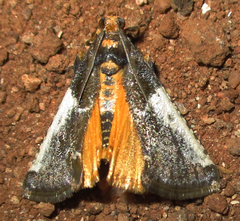 Pithyllis metachryseis