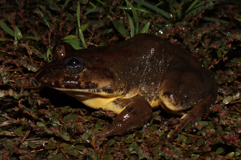 Feijo White-Lipped Frog
