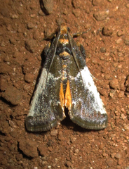 Pithyllis metachryseis