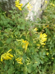 Pseudofumaria lutea
